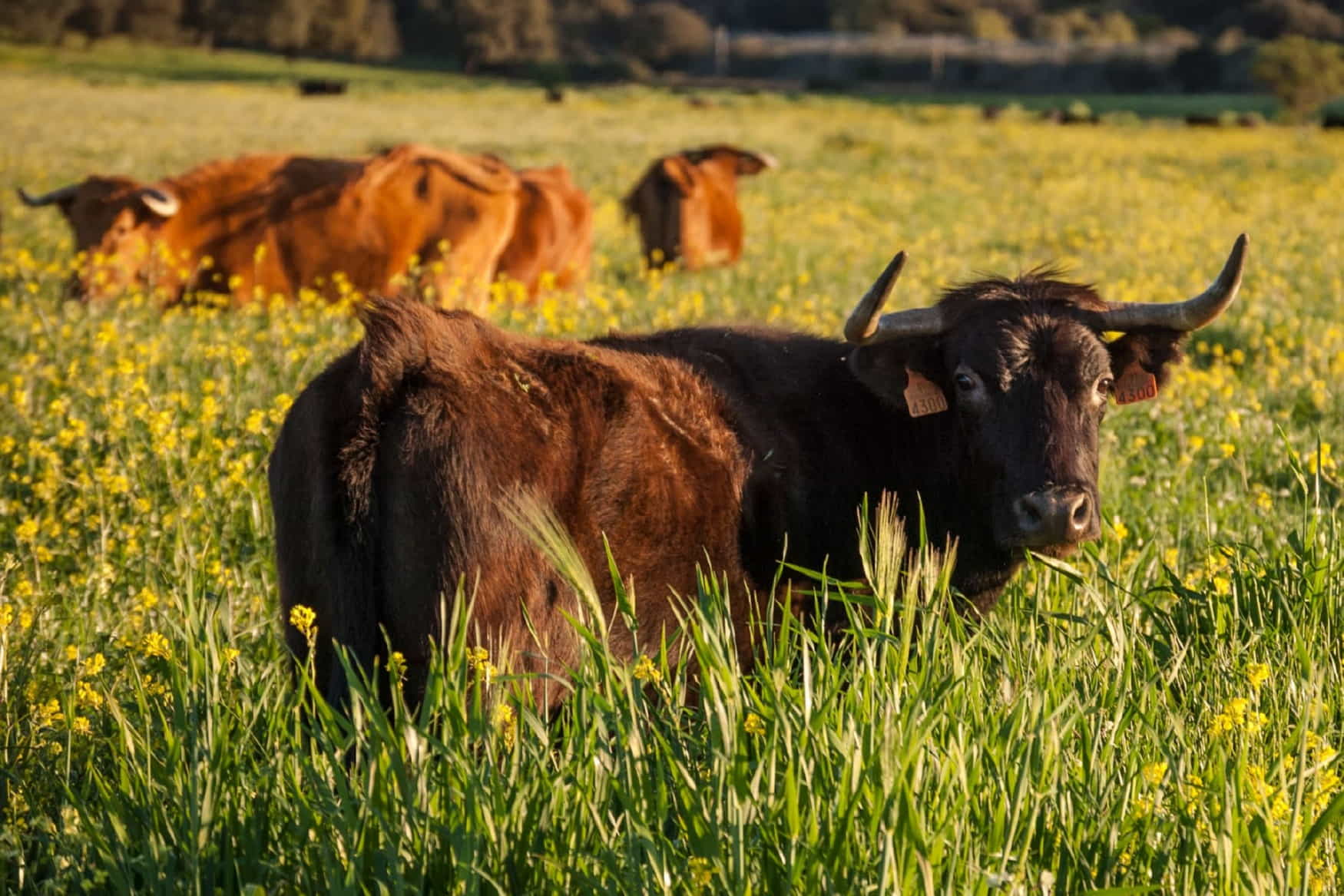Reservatauro Ronda фото 1