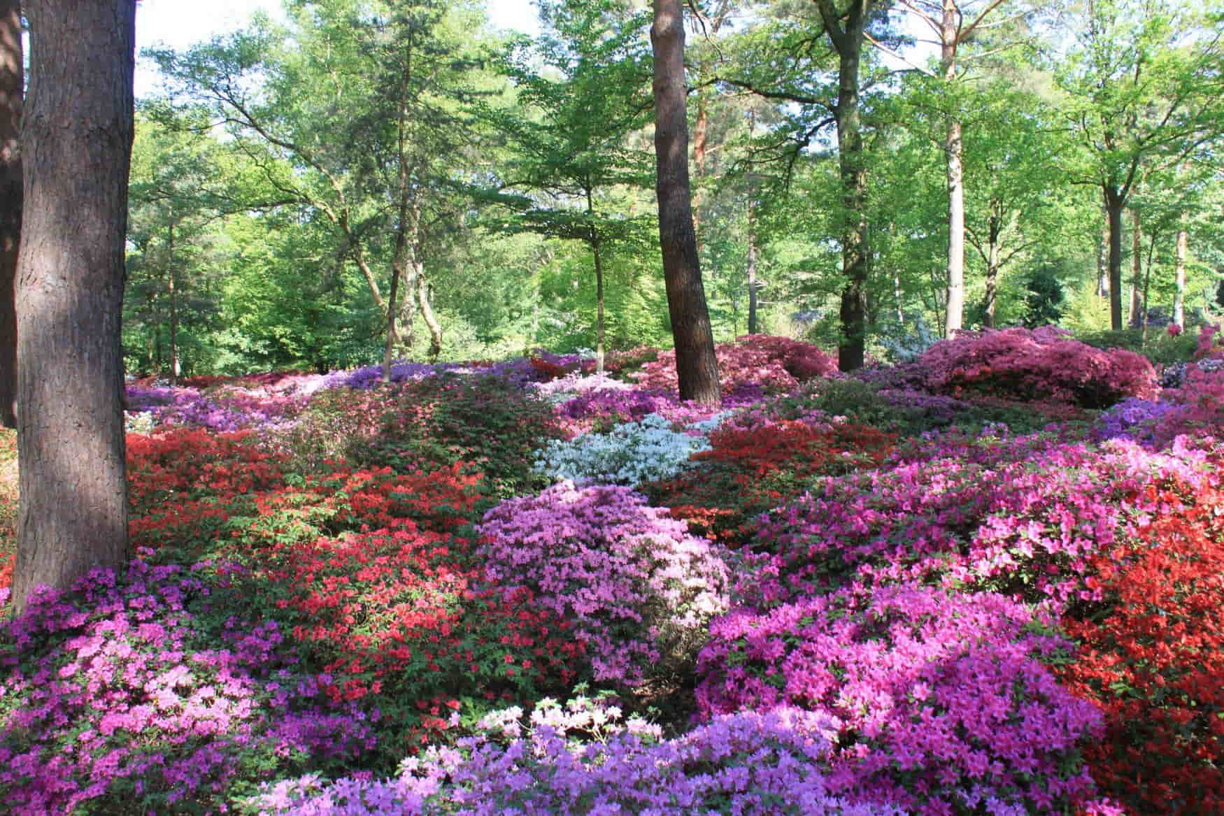 Rhododendron Park photo 1