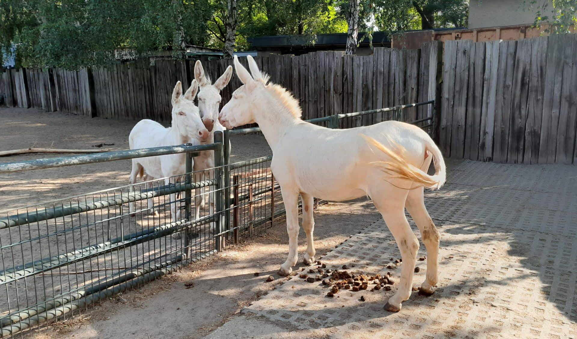 Roehrensee Animal Park