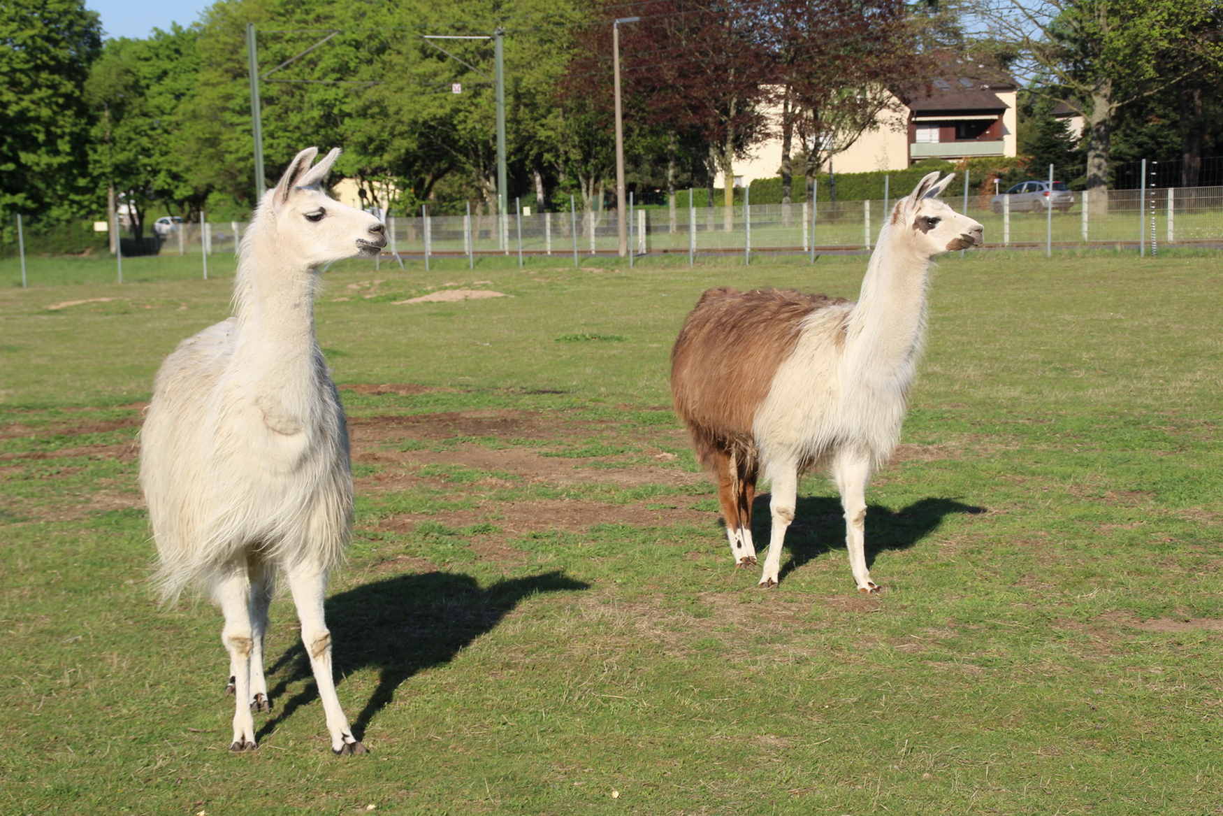 Scheibner Ranch