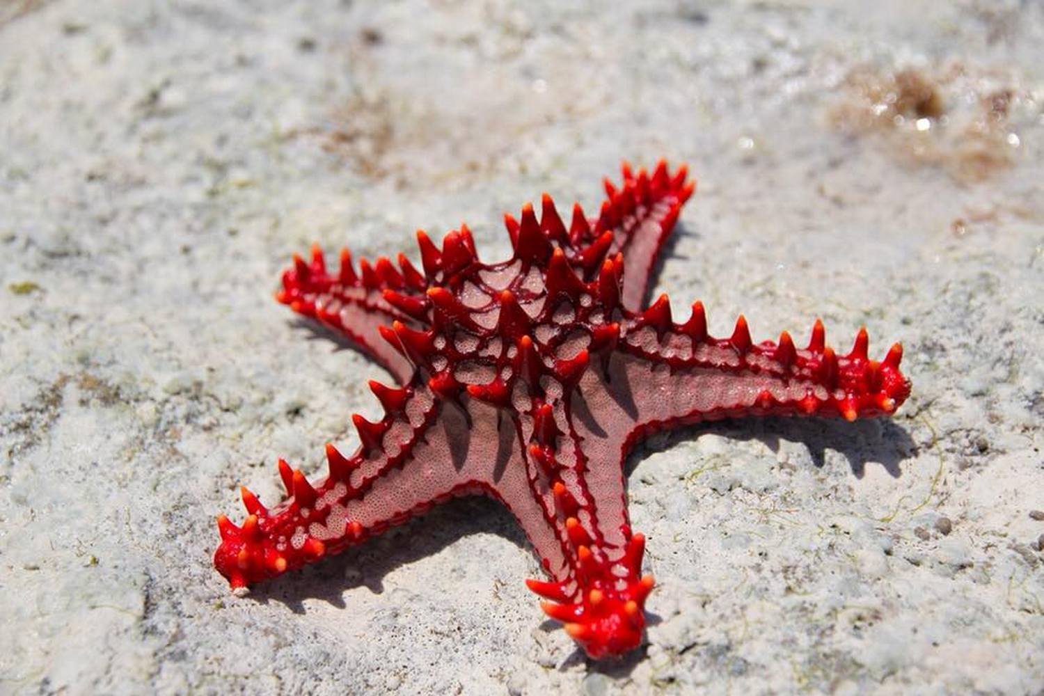 SEA LIFE Charlotte-Concord Aquarium photo 1