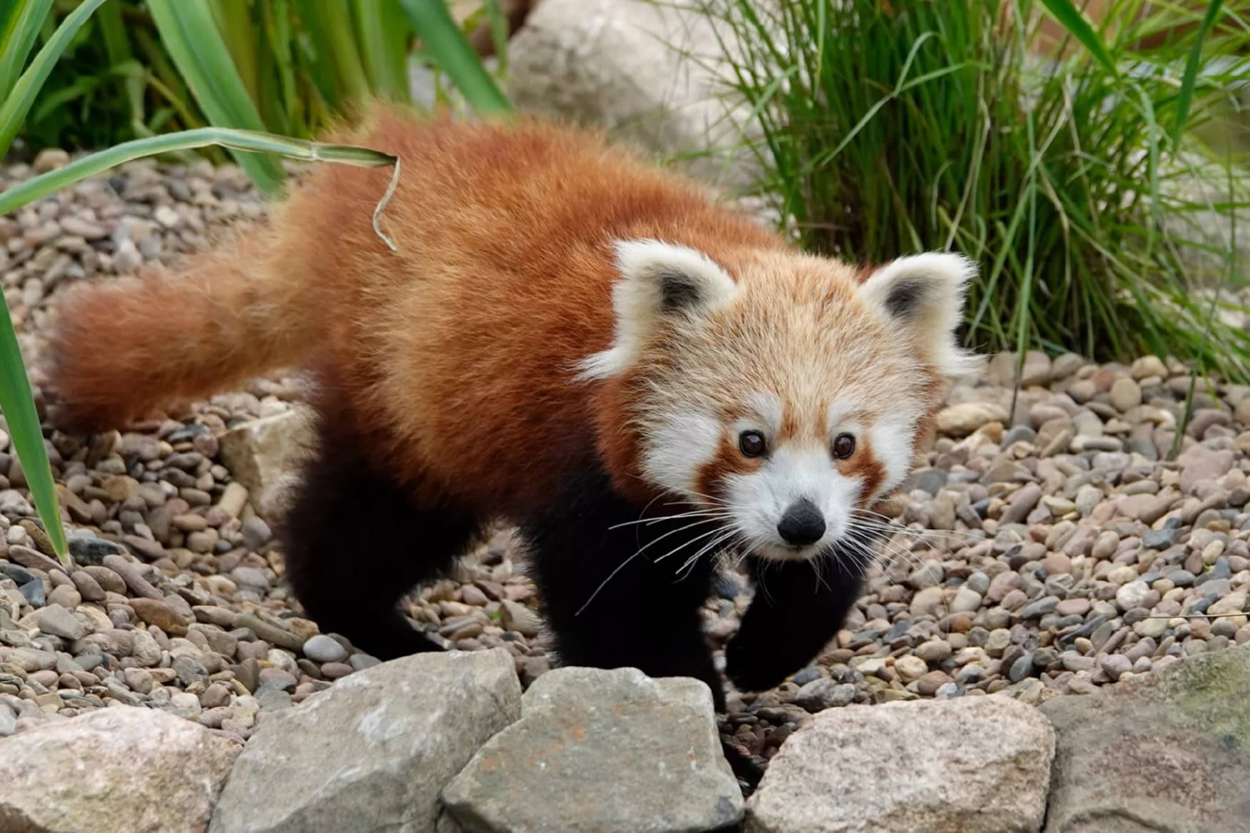 Serengeti Park Hodenhagen photo 1