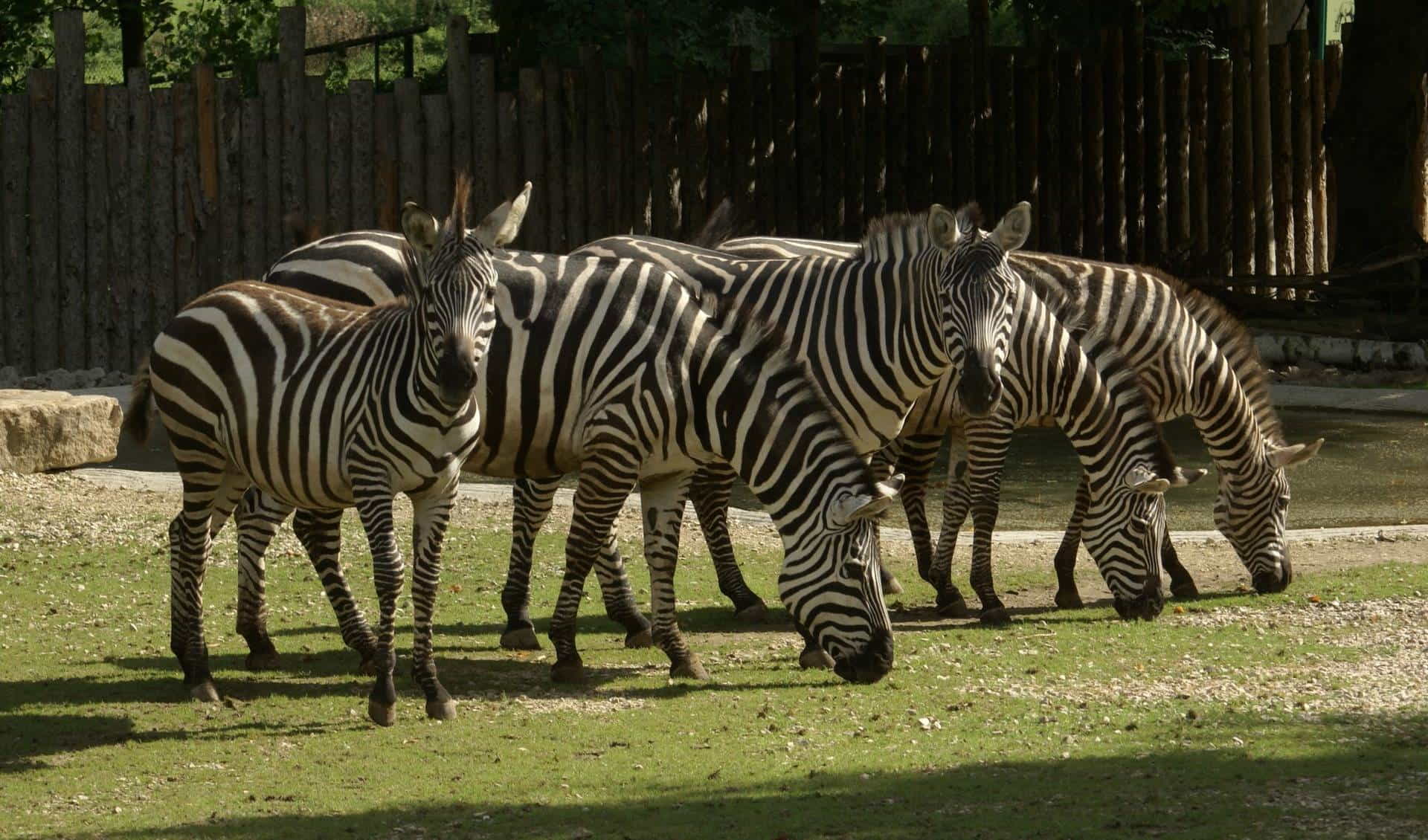 Straubing Zoo