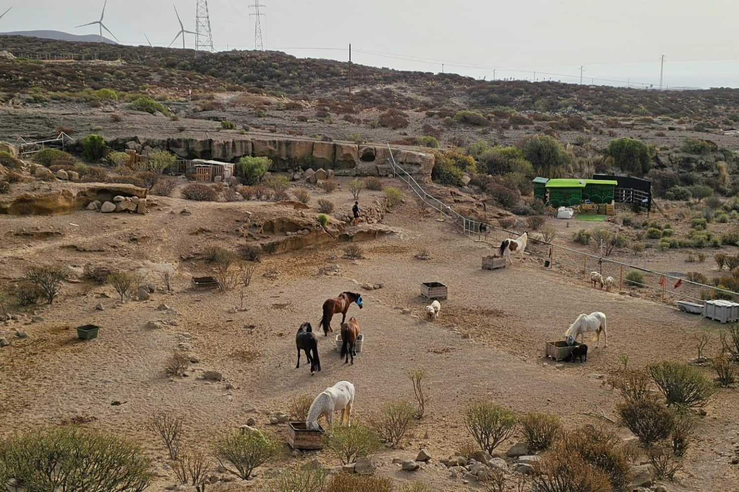 Tenerife Horse Rescue photo 1