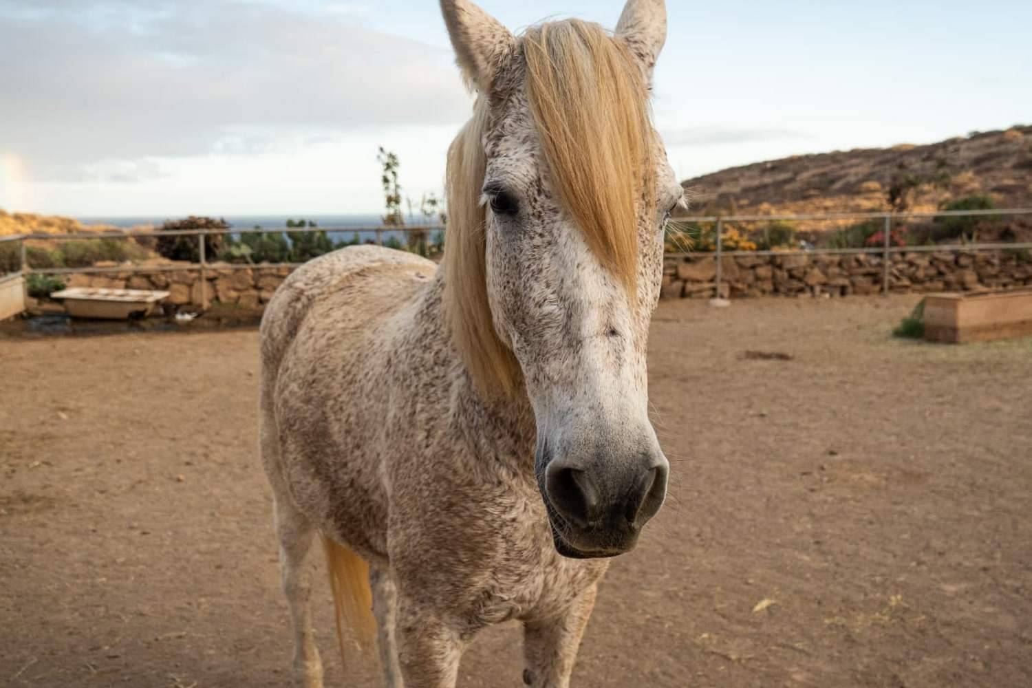 Tenerife Horse Rescue