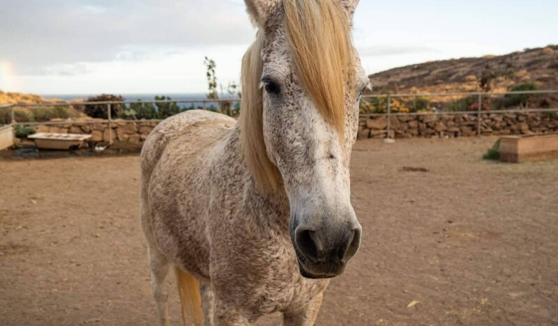 Tenerife Horse Rescue