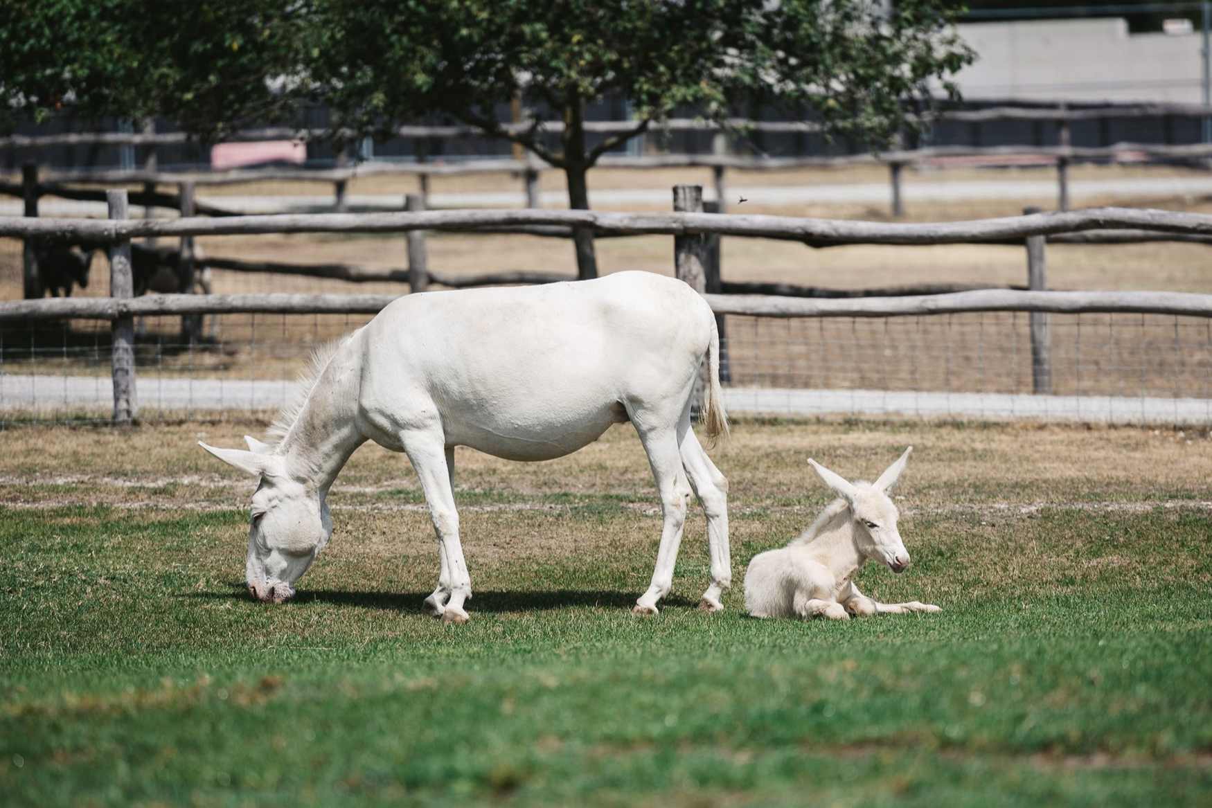 The Schloss Hof Estate Farm photo 1