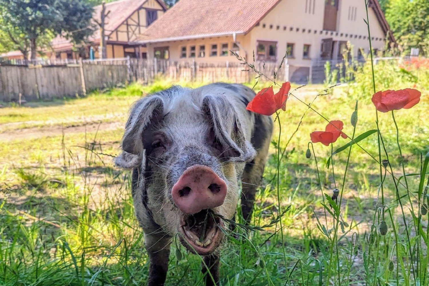 Tiergarten Worms photo 1