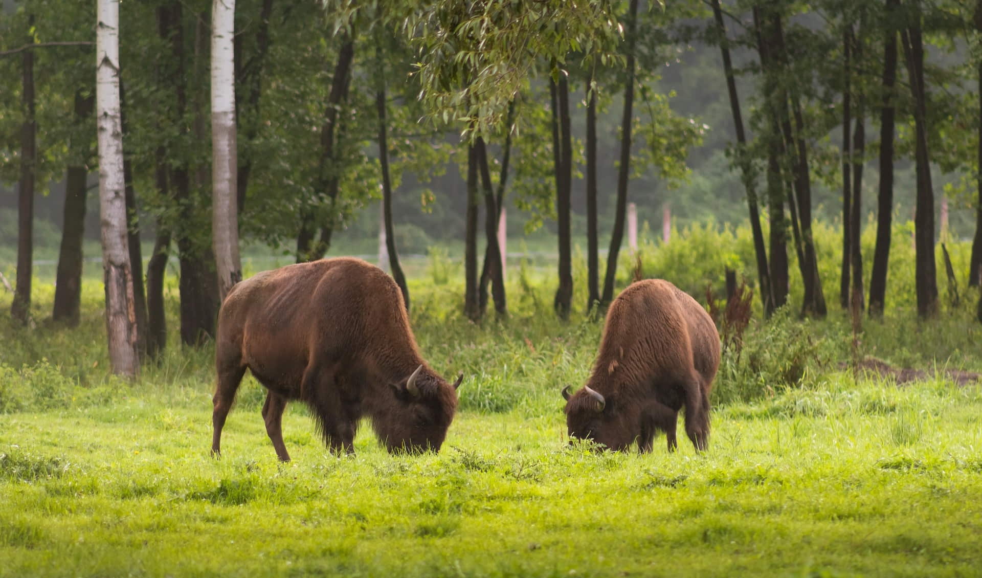 Tiergehege Hasseldieksdamm