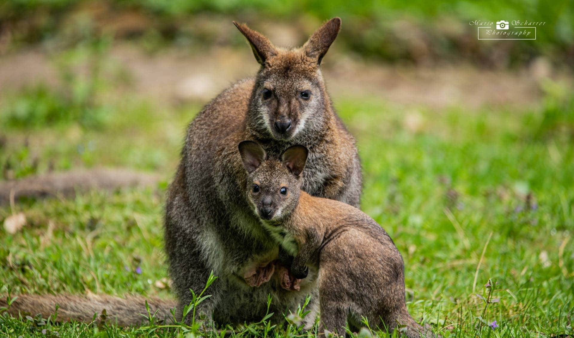 Tierpark Irgenoed