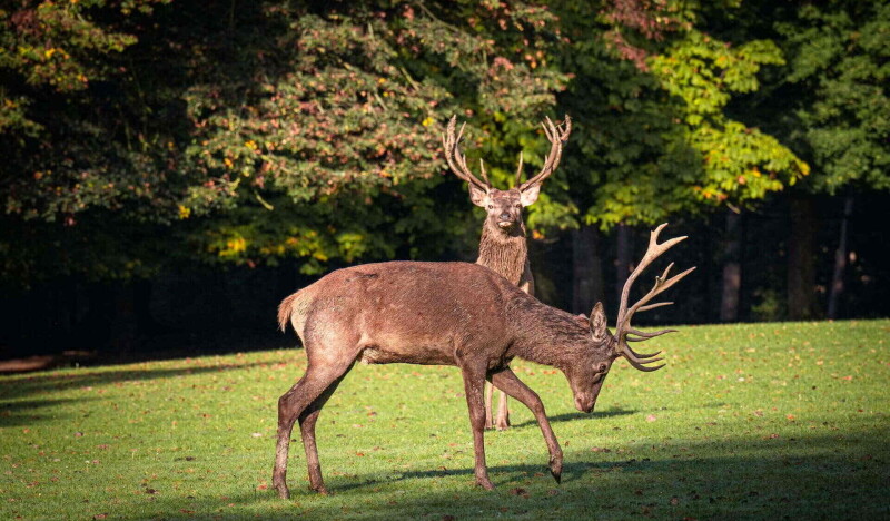 Tierpark Stadt Haag