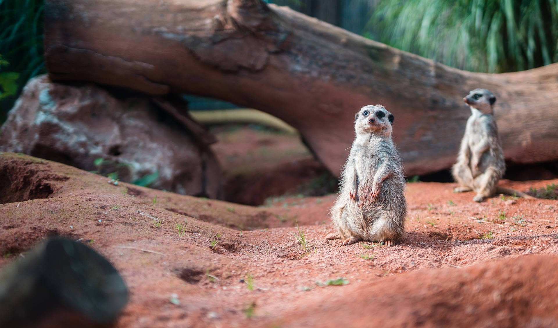 Ulm Zoo