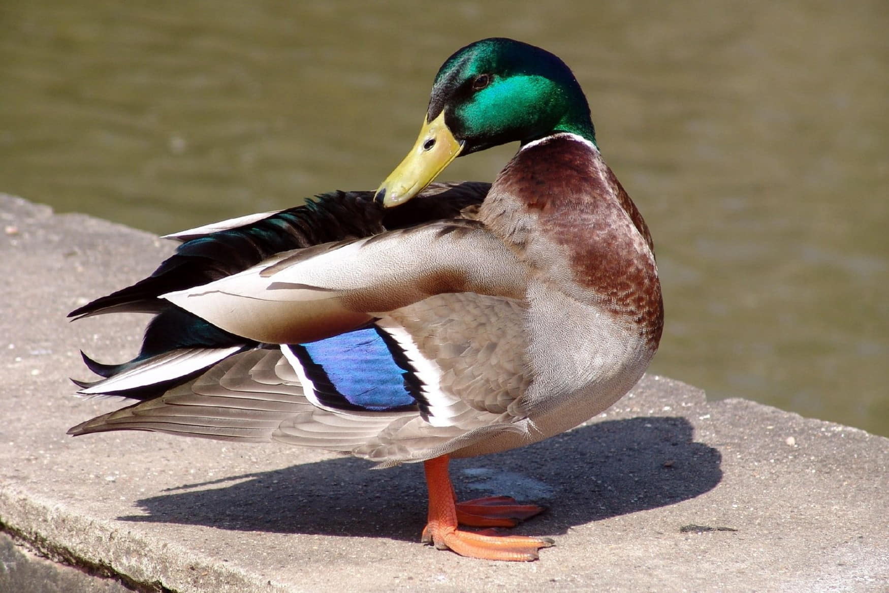 Vogelpark Heiden photo 1