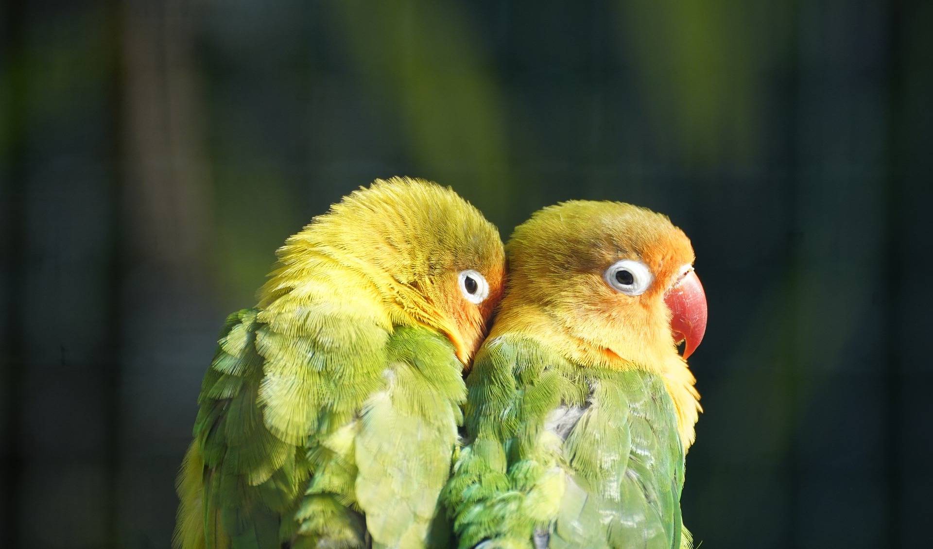 Vogelpark Maria Veen