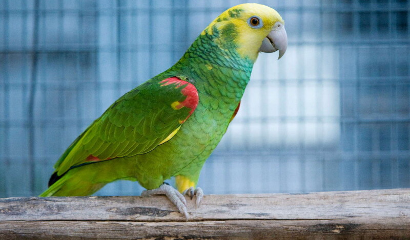 Vogelpark Turnersee