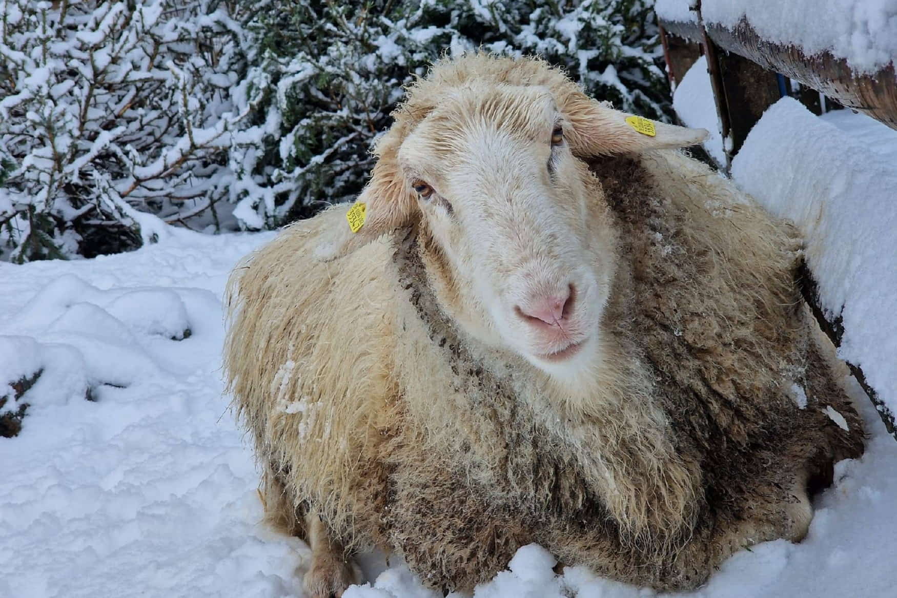 Wildpark Retter Hofheim фото 1