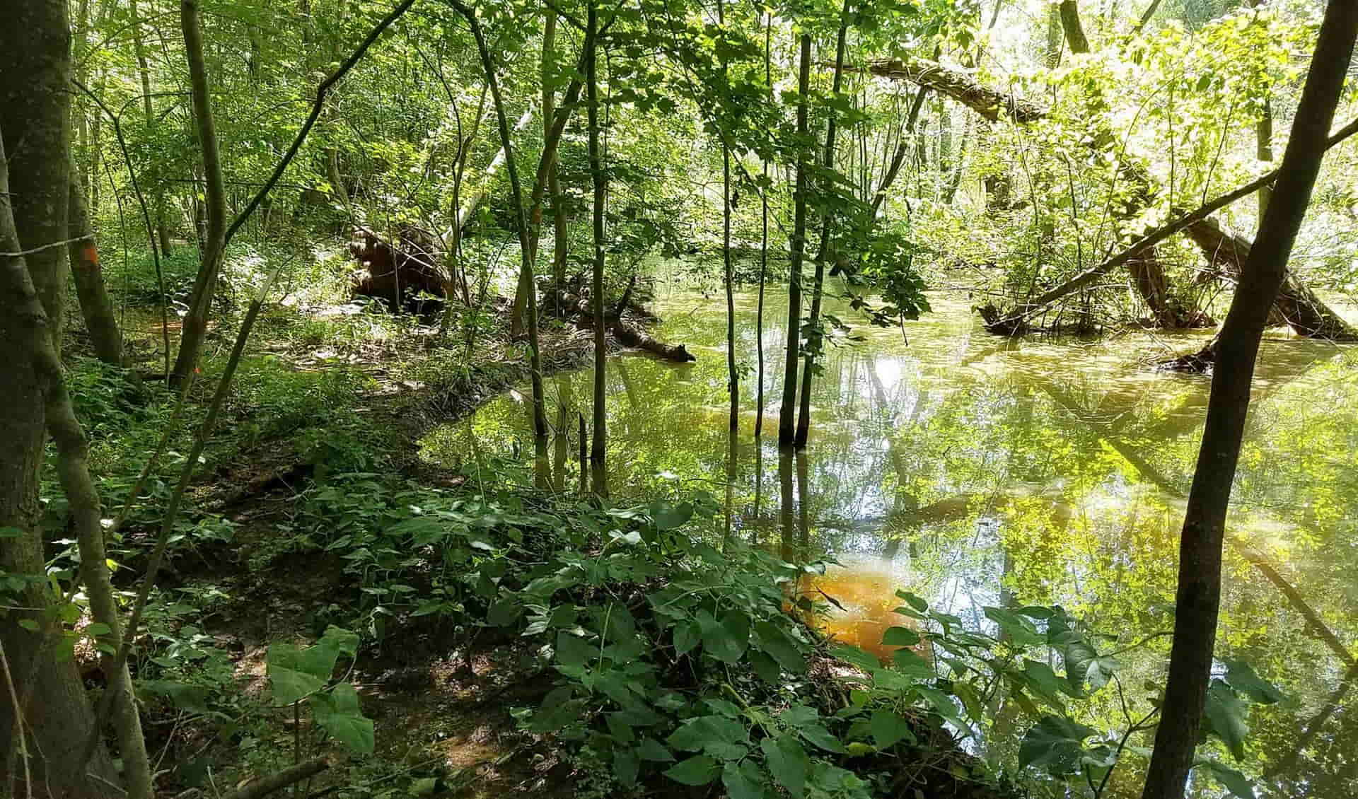 Walnut Creek Wetland Park