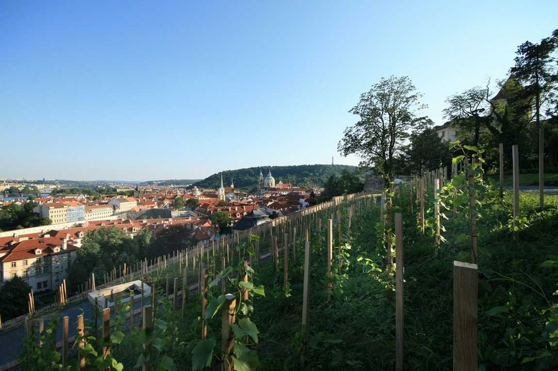 Wenceslas Vineyard photo 1