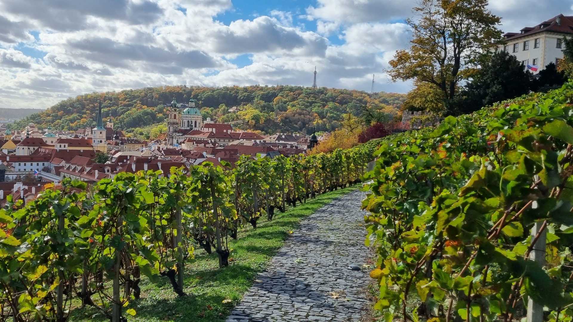 Wenceslas Vineyard