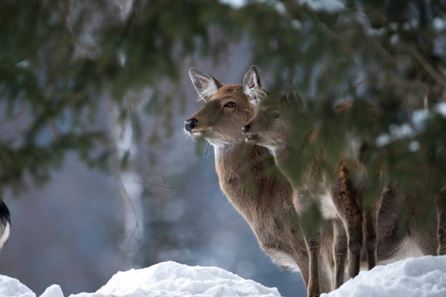 Wild & Adventure Park Ferleiten photo 1