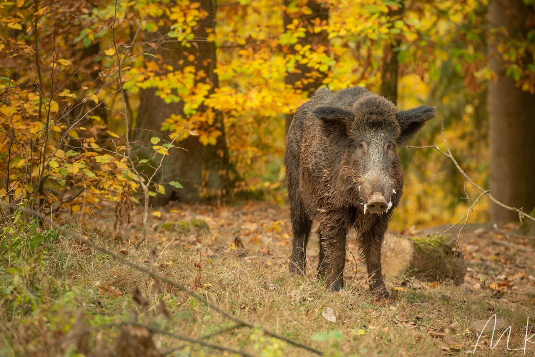 Wildpark Hundshaupten фото 1