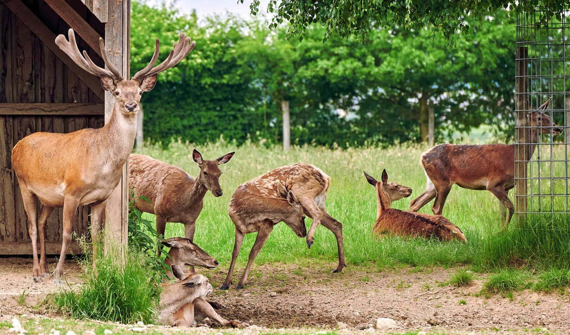 Wildfreizeitpark