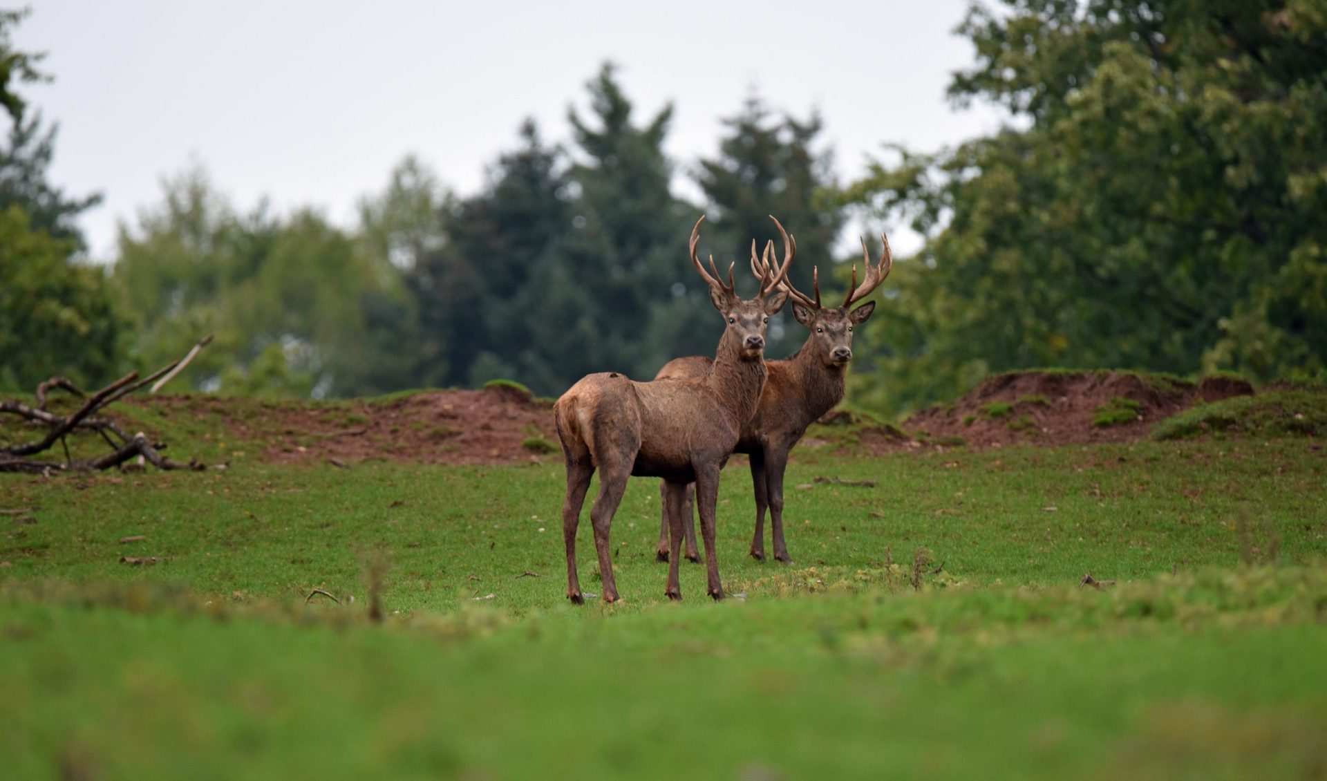 Wildlife park in Silz