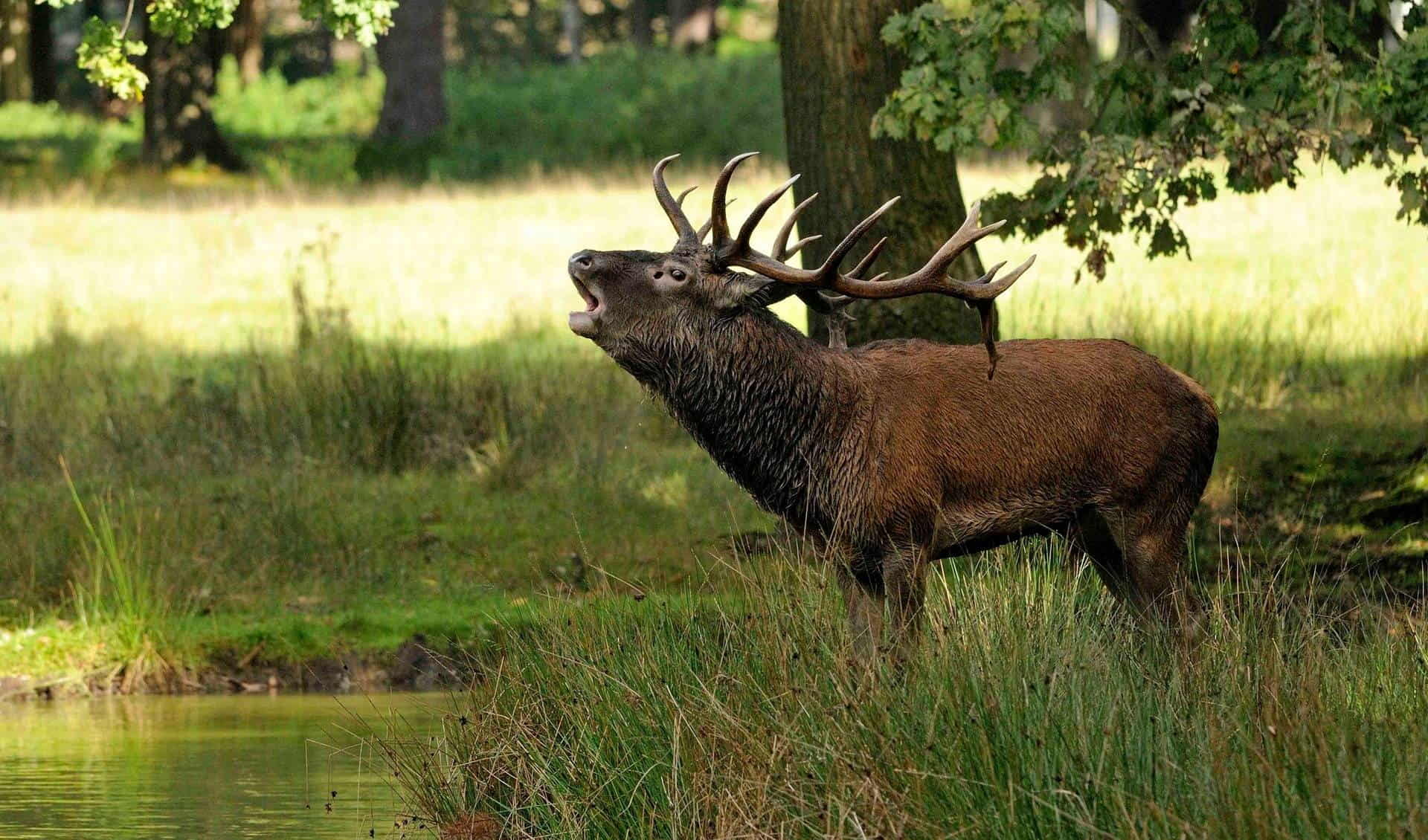 Wildpark Alte Fasanerie