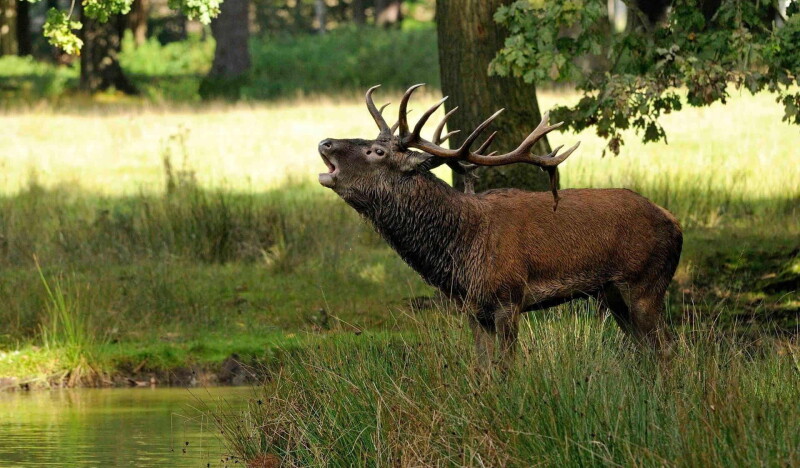 Wildpark Alte Fasanerie