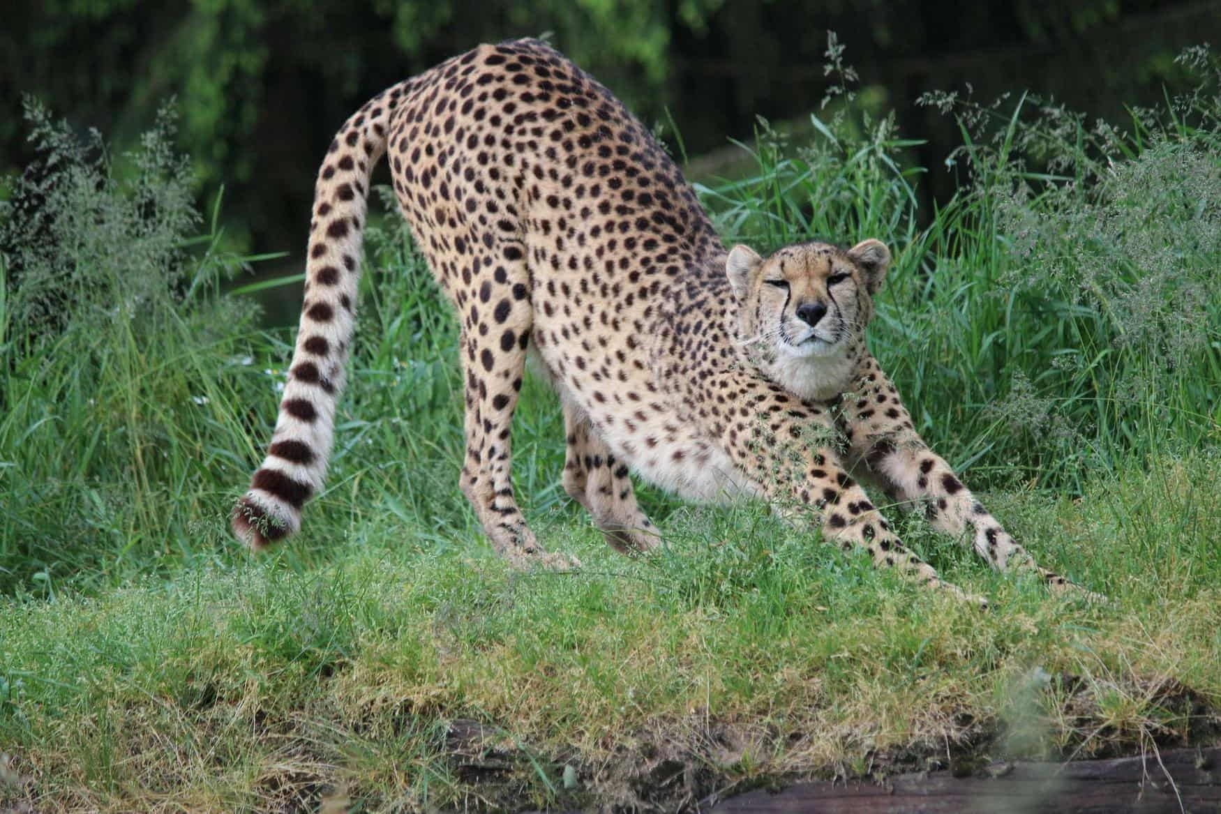 Wildpark Altenfelden photo 1