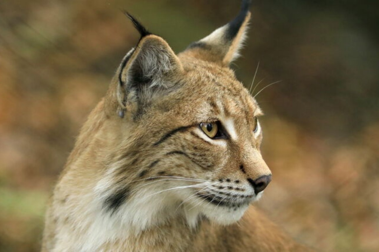 Wildpark Edersee photo 1