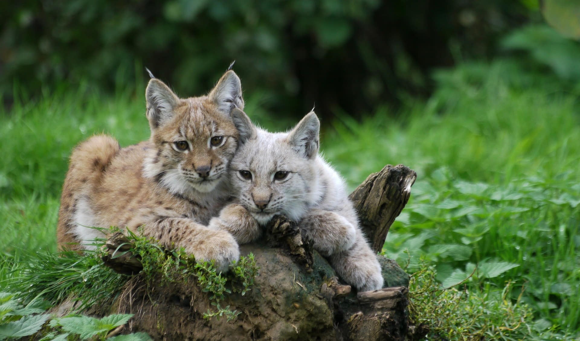 Wildpark Edersee