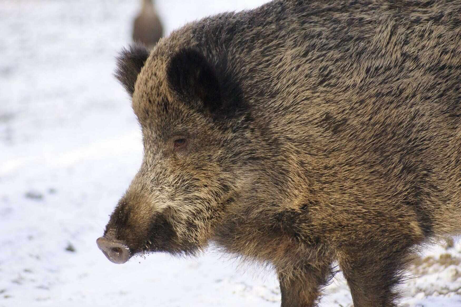 Wildpark Ernstbrunn photo 1