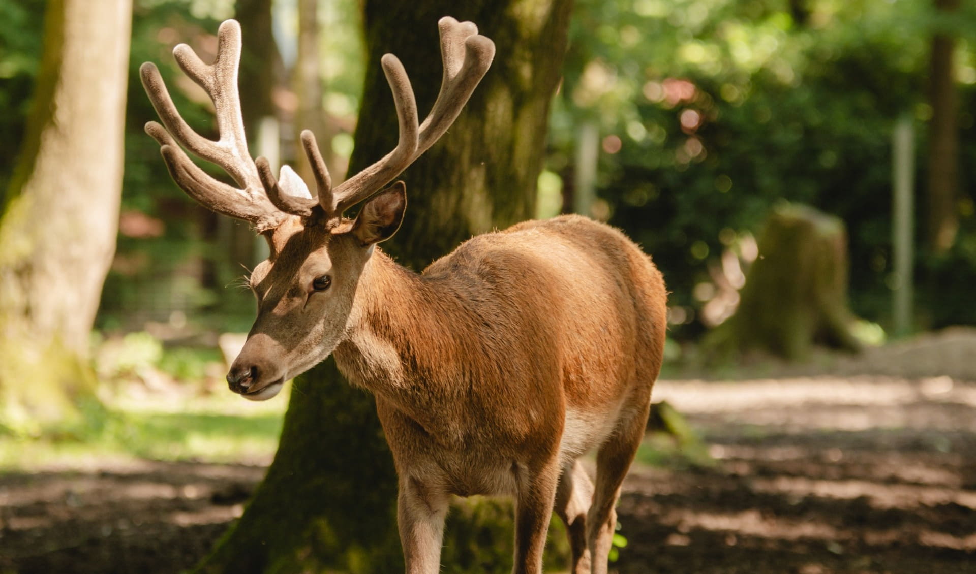 Wildpark Frankenhof