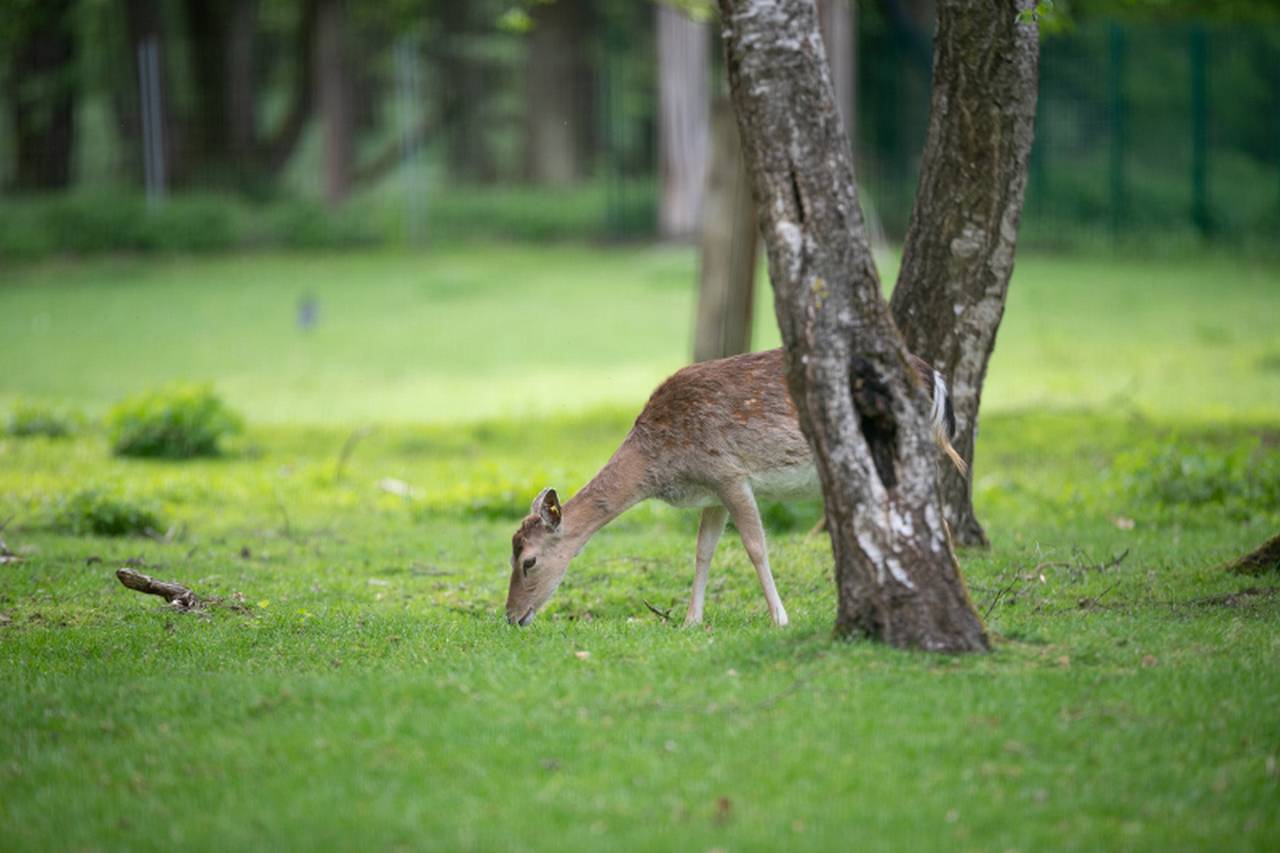 Wildpark Hollohe