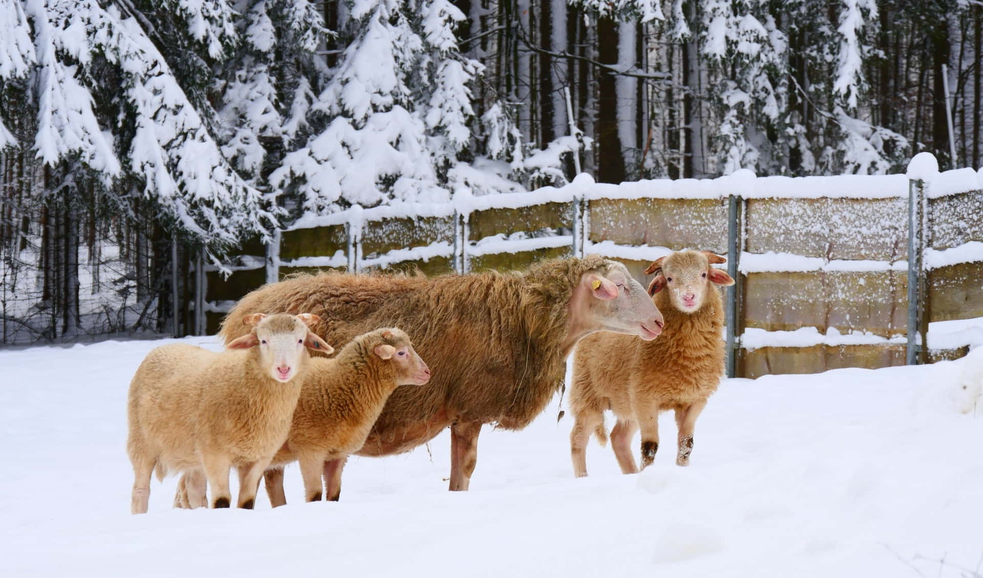 Wildpark Hundshaupten