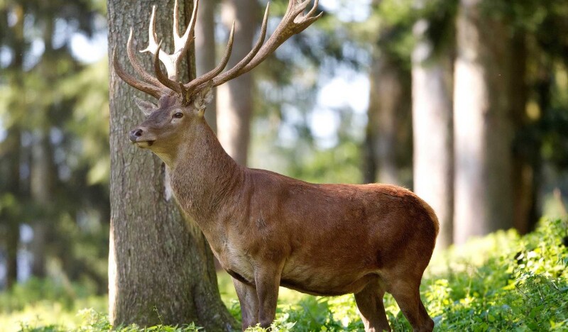 Wildpark Kleefeld