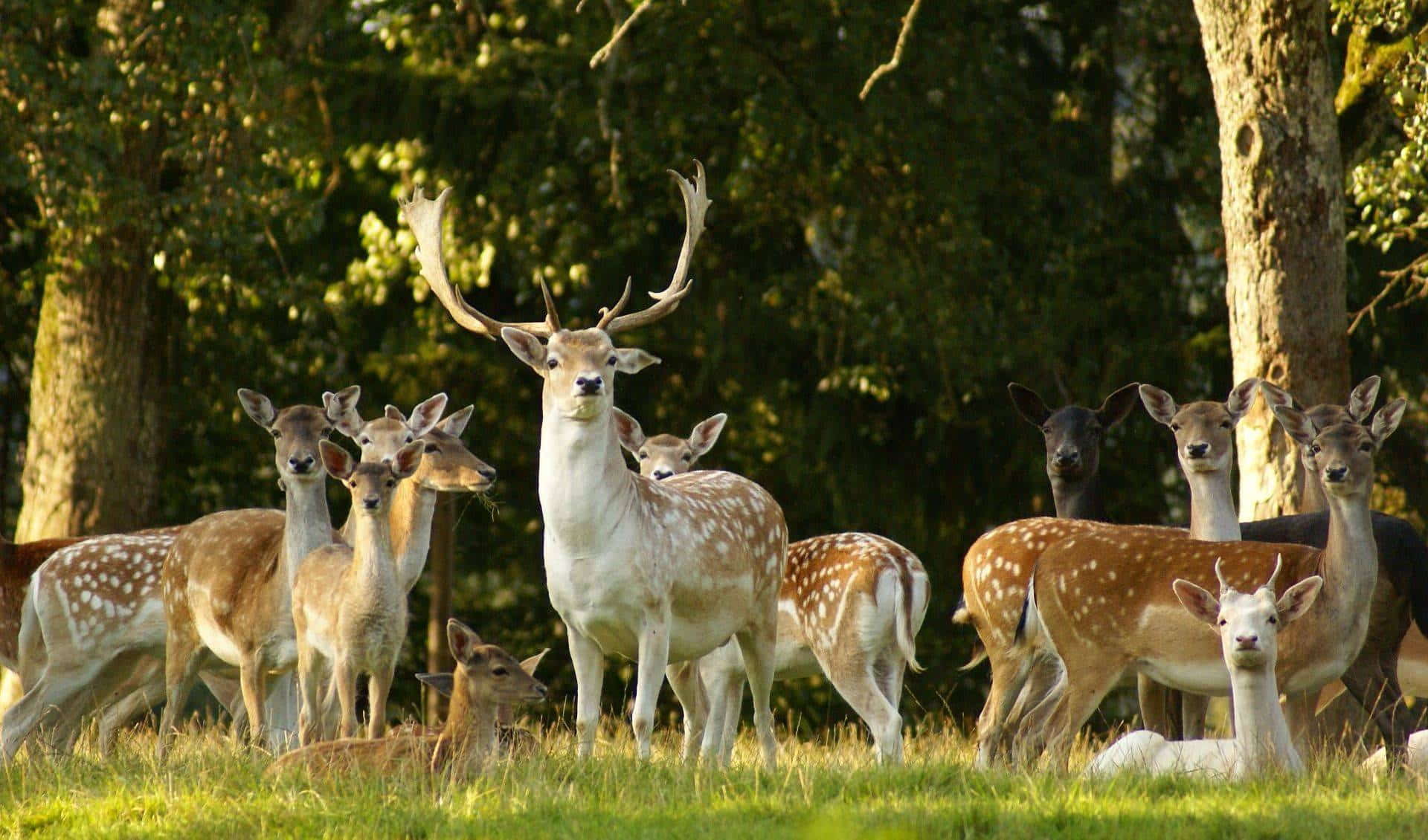 Wildpark Ortenburg