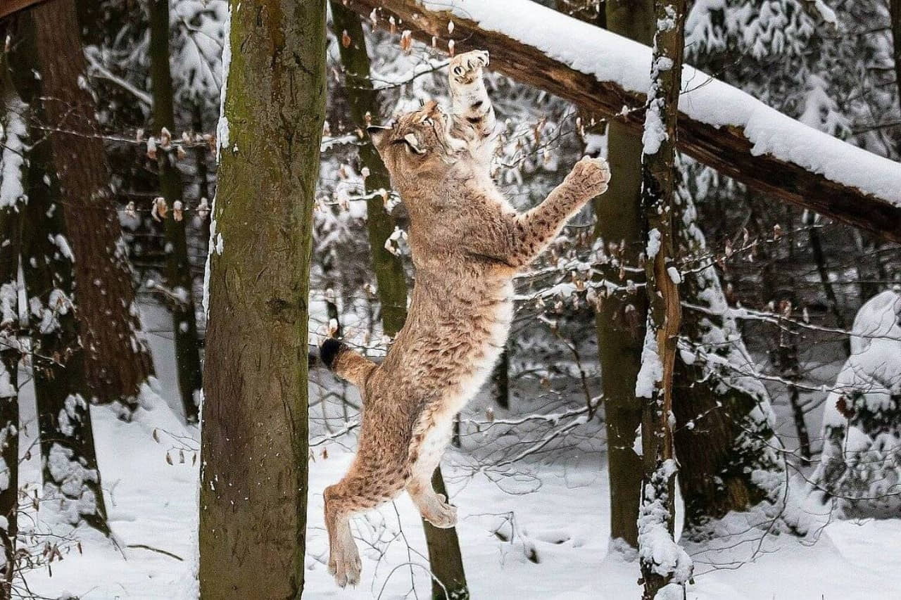 Wildpark Pforzheim photo 1