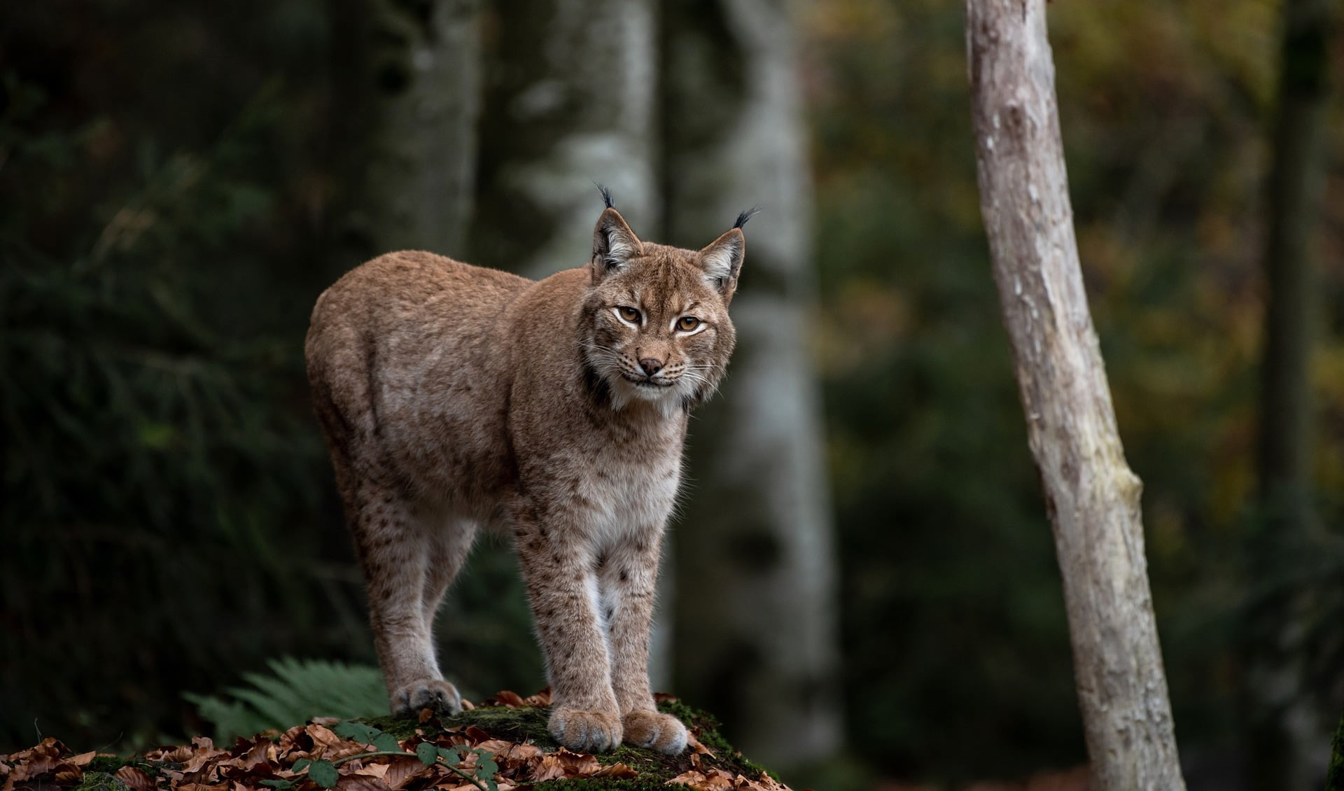 Wildpark Pforzheim