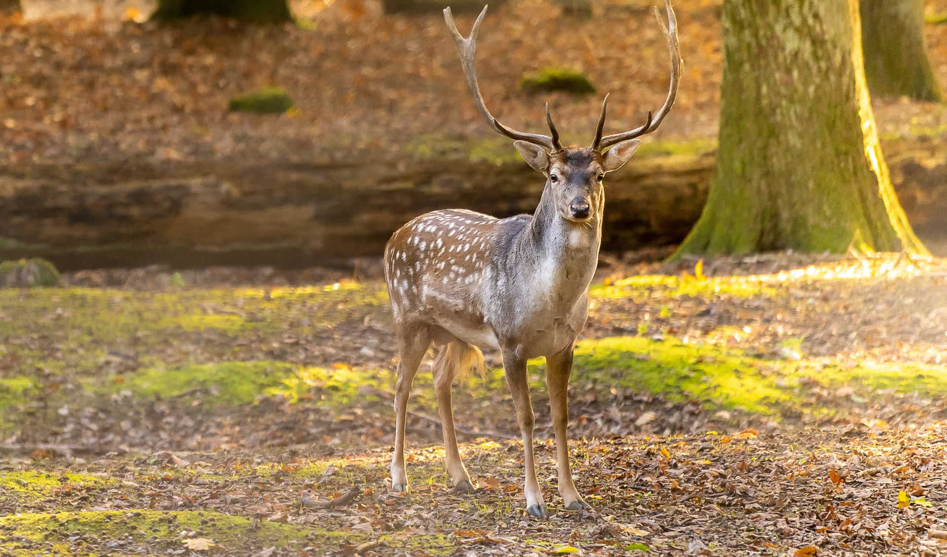 Wildpark Retter Hofheim