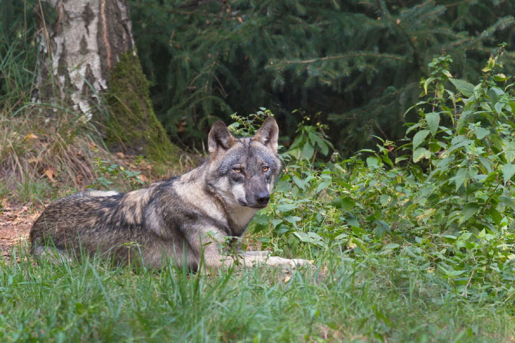 Wildpark Schorfheide photo 1