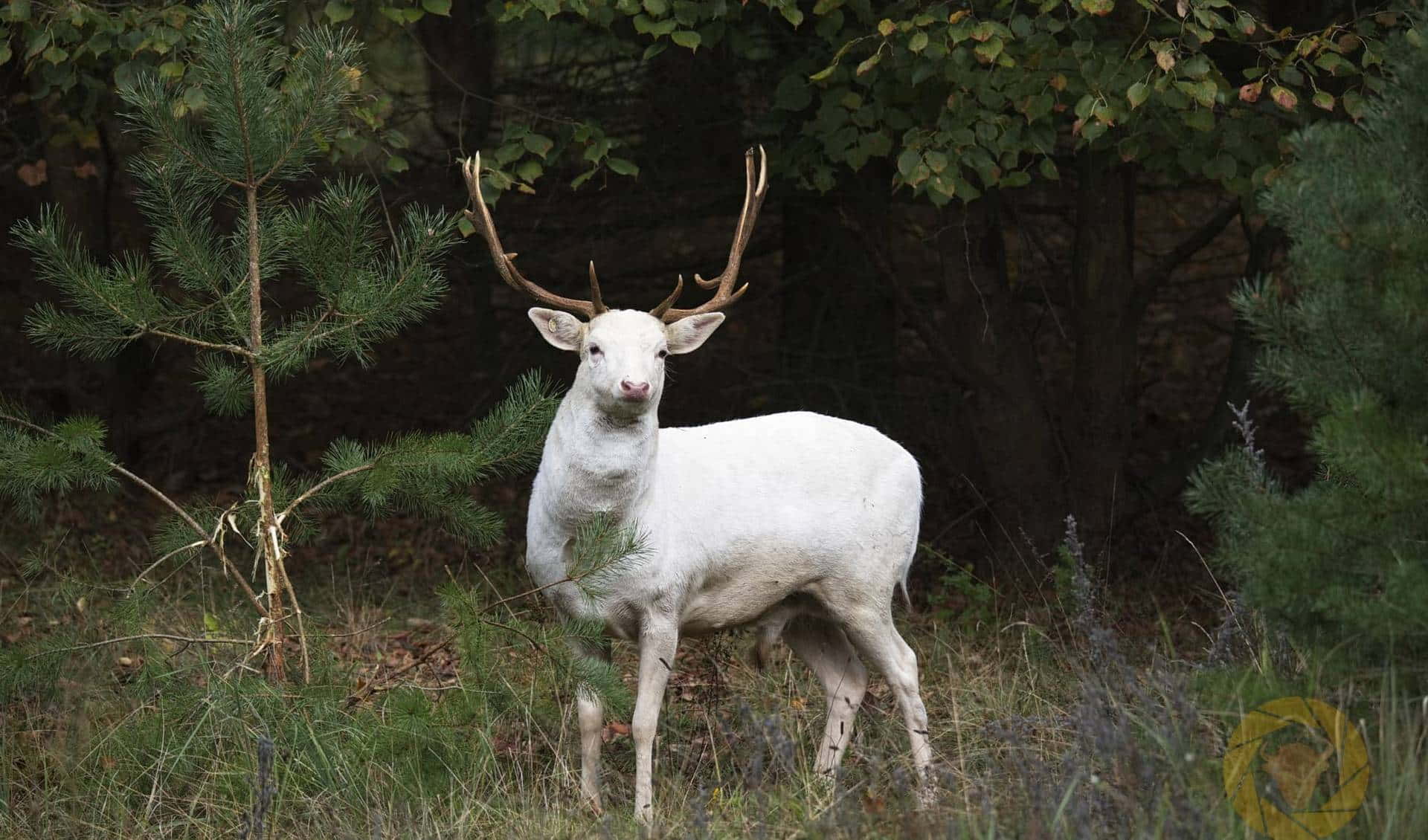 Wildpark Schorfheide