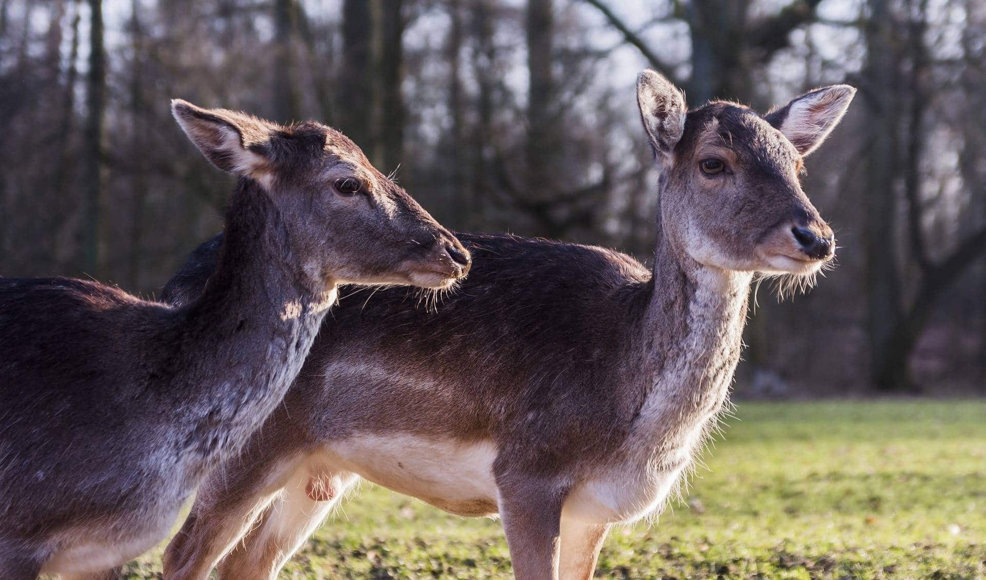 Wildpark Schwentinental