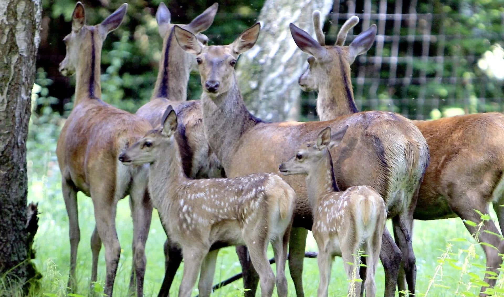 Wildpark Venusberg