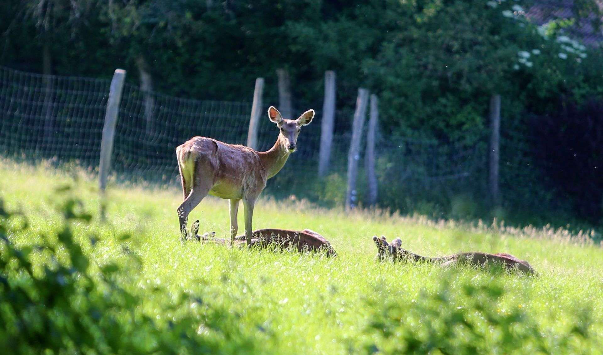 Wildpark Wiehl