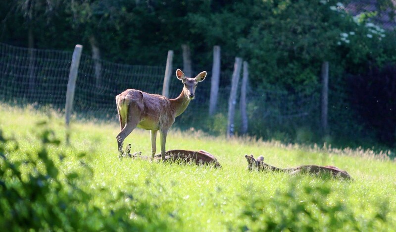 Wildpark Wiehl