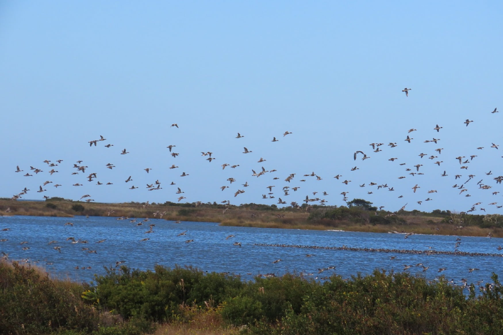 Wings Over Water Wildlife Festival photo 1