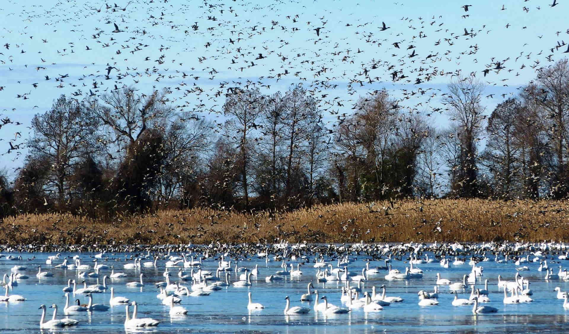 Wings Over Water Wildlife Festival