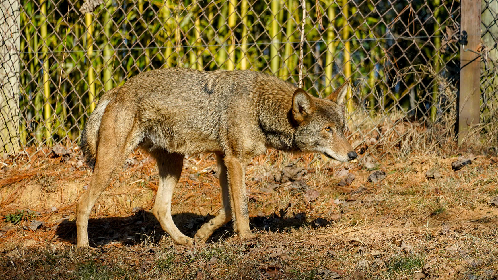 WNC Nature Center and Wildlife Park